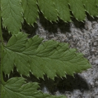 Dorniger Wurmfarn - Dryopteris carthusiana