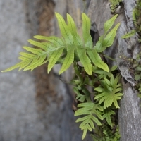 Gallischer Tüpfelfarn - Polypodium cambricum