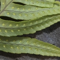 Fieder Unterseite Gallischer Tüpfelfarn - Polypodium cambricum