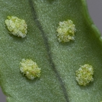 Sori Gallischer Tüpfelfarn - Polypodium cambricum