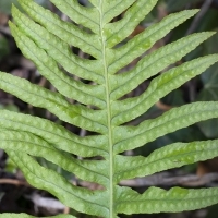 Fieder Oberseite Gallischer Tüpfelfarn - Polypodium cambricum