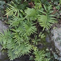 Habitus Gallischer Tüpfelfarn - Polypodium cambricum