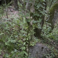 Lebensraum Gemeiner Tüpfelfarn - Polypodium vulgare