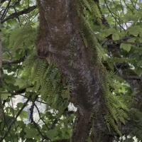 Gemeiner Tüpfelfarn - Polypodium vulgare