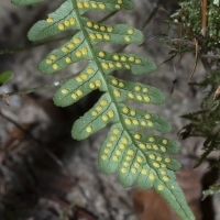 Fieder Unterseite Gemeiner Tüpfelfarn - Polypodium vulgare