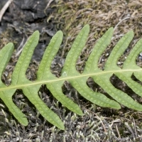 Fieder Oberseite Gemeiner Tüpfelfarn - Polypodium vulgare