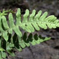 Wedel Gemeiner Tüpfelfarn - Polypodium vulgare